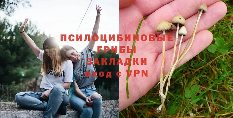 Псилоцибиновые грибы Psilocybine cubensis  Белый 